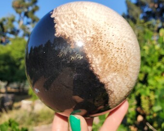 化石化したヤシの根の木の化石と玉髄の水晶球 インドネシア 618 グラム 