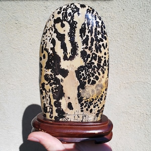 May include: A polished, oval-shaped stone with a unique pattern of black and tan spots and swirls. The stone is mounted on a dark brown wooden stand, creating a striking contrast. The stone's surface is glossy, reflecting light and highlighting its natural beauty.