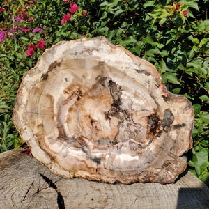 17lbs+ Petrified Wood  Bowl Agate Veins Rustic Decor Trinket Dish | 7830 grams | 17lbs 4oz