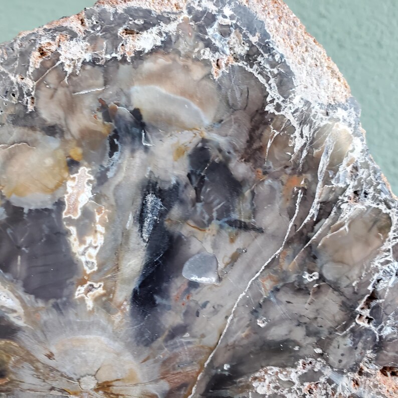 Petrified Wood Large Tree Trunk Slab Slice Display Crystal Decor | 1210 ...