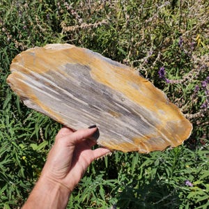 Petrified Wood Slab Plank Yellow Beige Crystal Slice Display | 968 grams