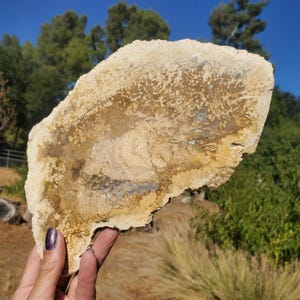 Présentoir en cristal de tranche de plaque de bois fossilisé de racine de palmier pétrifié 589 g