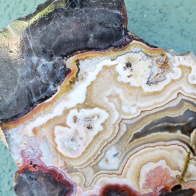 May include: A polished agate slice featuring concentric bands of white, cream, tan, and deep red colors. The stone displays a dark, translucent gray outer edge with a crystalline texture and intricate, wavy mineral patterns throughout the surface.