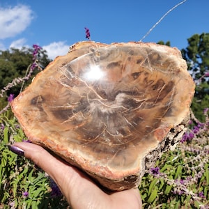 6bs+ Petrified Wood  Bowl Agate Veins Rustic Decor Trinket Dish | 2940 grams | 6lbs 8oz