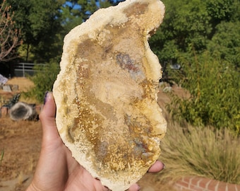 Könnte beinhalten: Ein großes, unregelmäßig geformtes Stück versteinertes Holz. Der Stein hat eine hellbraune Außenschicht mit einem dunkleren braunen und beigen Innenraum. Die Oberfläche hat ein strukturiertes Aussehen mit sichtbaren Mustern und Farbvariationen.