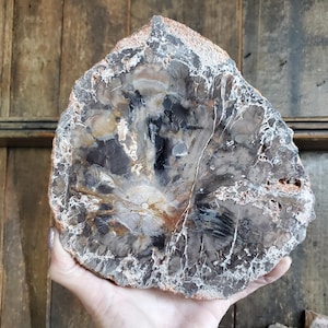 Petrified Wood Tray - Etsy Canada