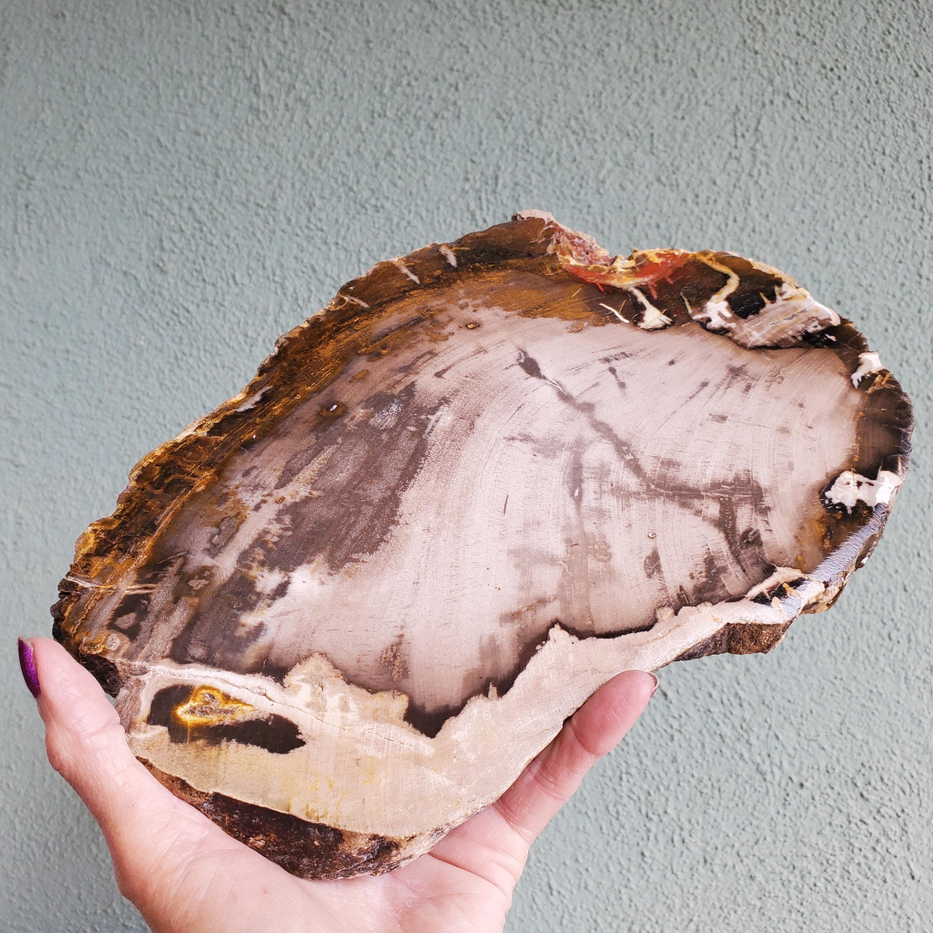 Petrified Wood Tray Large - Etsy