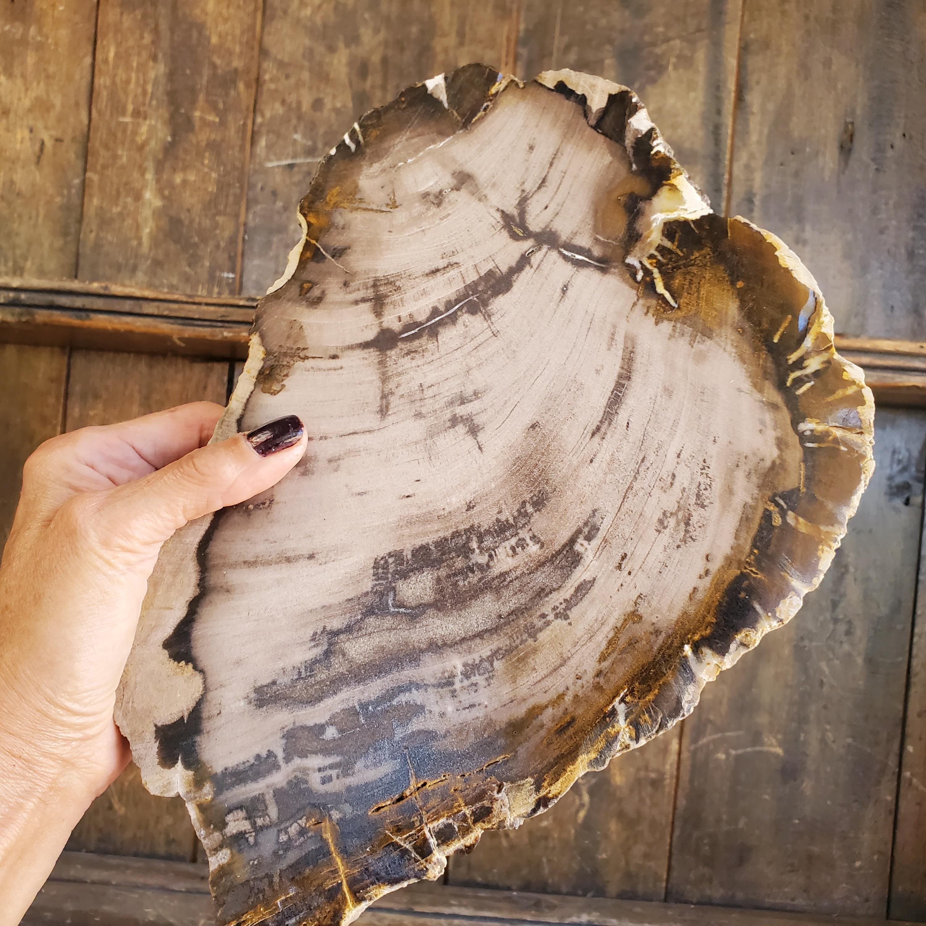 Petrified Wood Tray Large - Etsy