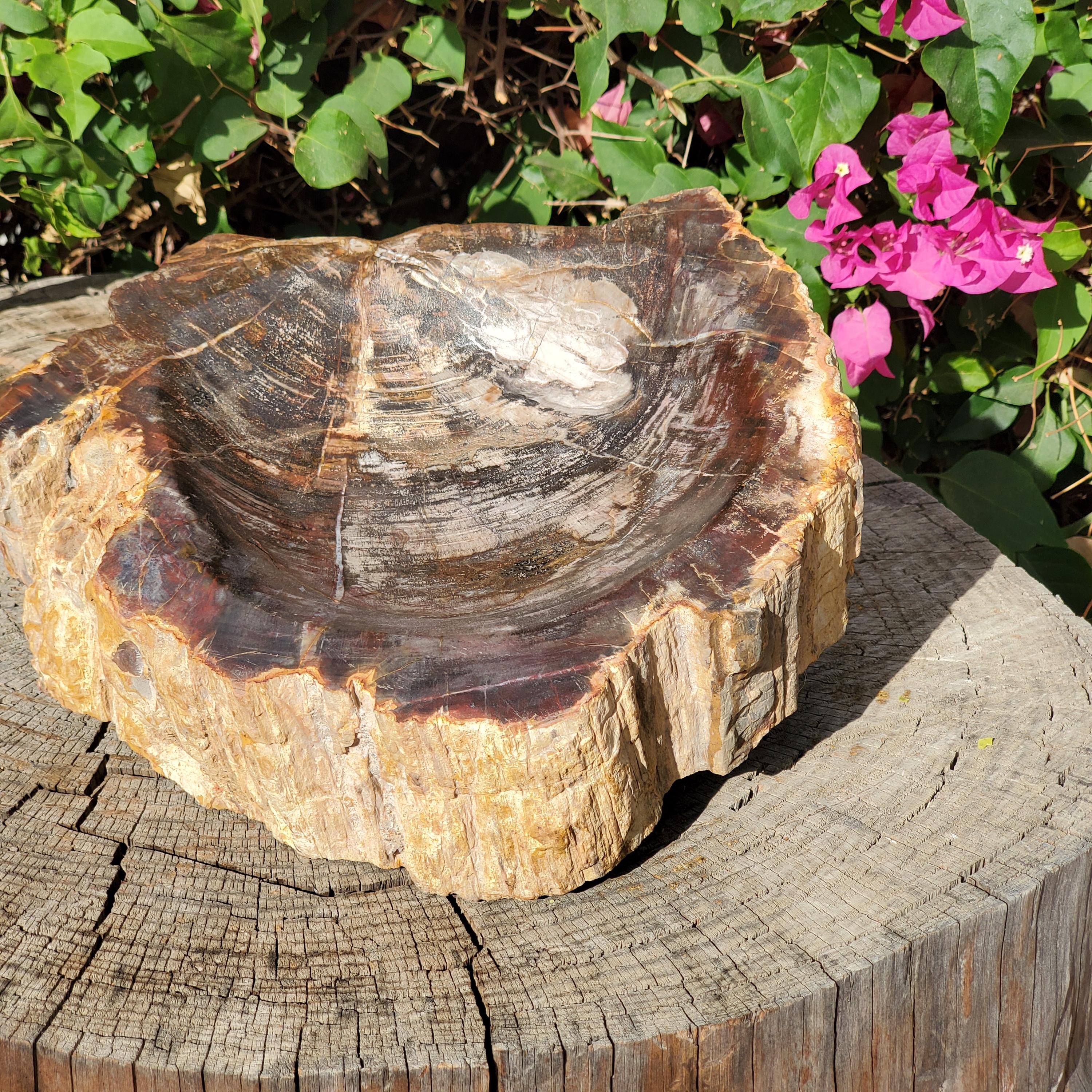 Ashtray Petrified Wood - Etsy