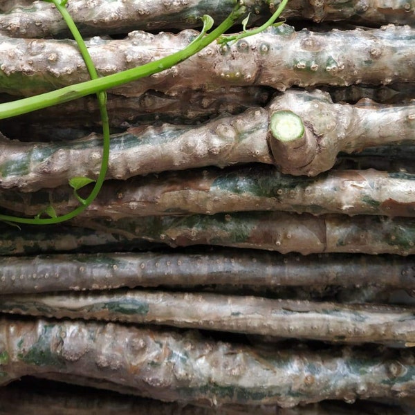 Fresh Giloye/Giloy plant/neem tree guruch fresh stems