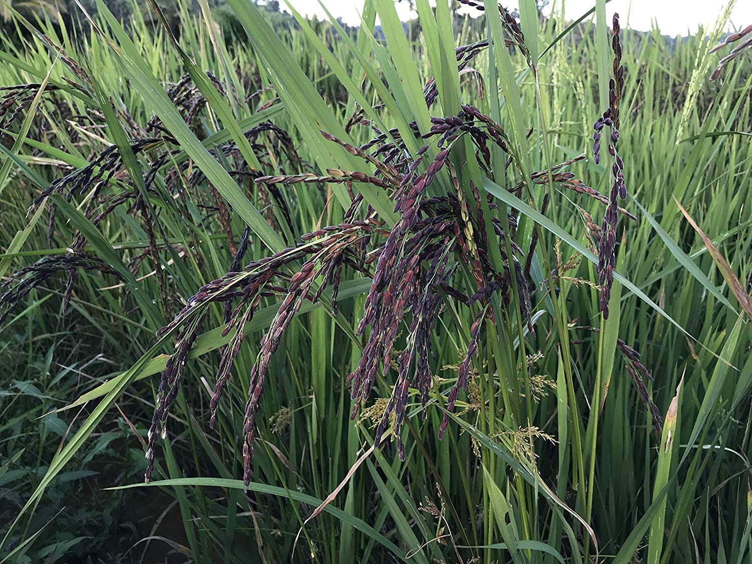 Black Rice Paddy Seed for Sowing Pure Black Rice Seeds Etsy