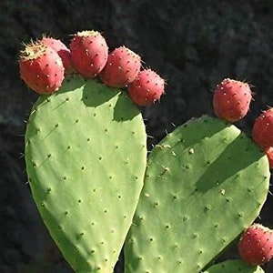 Rare cactus Prickly Pear rooted plant cactus rare houseplant tropical plants cactus plant live plant  & prickly pear cactus seeds 10-12