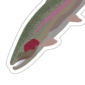 Steelhead Decal | Kiss-Cut Fish Sticker | Steelhead Trout