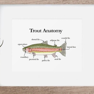 Trout Anatomy | Rainbow Trout Digital Download