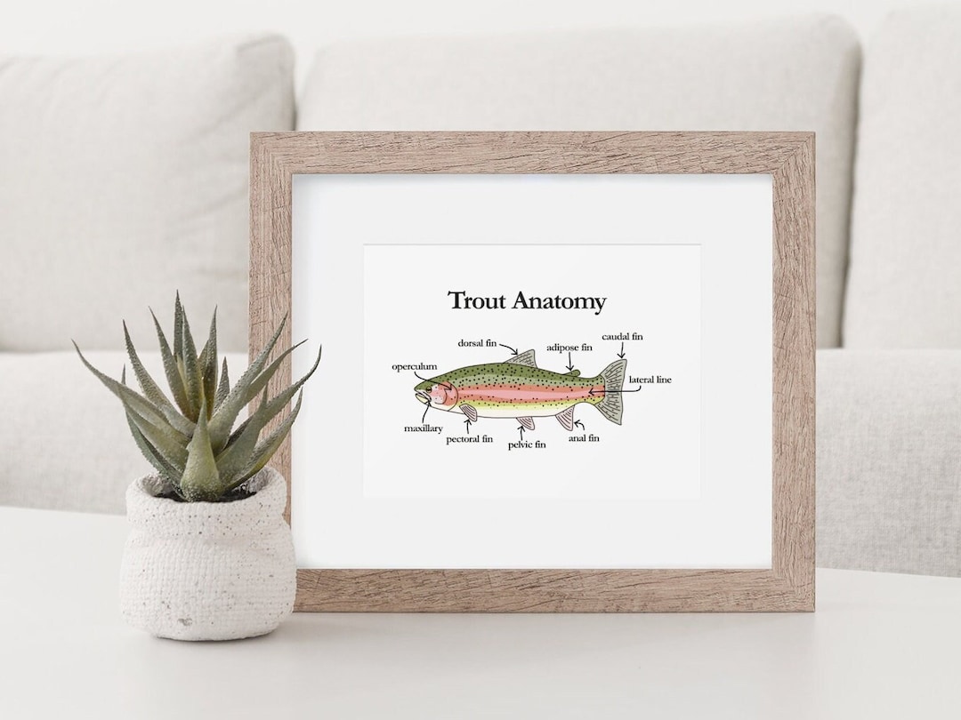 Trout Anatomy Rainbow Trout Digital Download Etsy