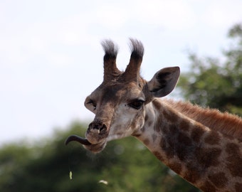 Giraffe Tongue Etsy Giraffe Tongue Etsy