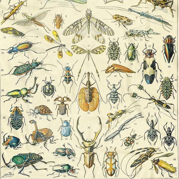 THROW BLANKET Insectes by Adolphe Millot 1857-1921 Soft Cozy Comfort Vintage Science Bug Identification Diagram Chart Beatles Hygge Design