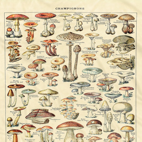 THROW BLANKET Champignons by Adolphe Millot 1857-1921 Soft Cozy Comfort Vintage Wild Mushroom Fungi Identification Cooking  Hygge Design