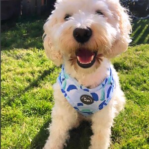 K&ouml;nnte beinhalten: Ein wei&szlig;er, flauschiger Hund, der ein blaues und gr&uuml;nes gemustertes Geschirr mit dem Text "Hope & Stitch" tr&auml;gt. Der Hund sitzt auf gr&uuml;nem Gras.