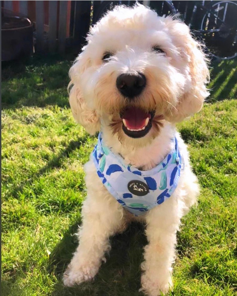 K&ouml;nnte beinhalten: Ein wei&szlig;er, flauschiger Hund, der ein blaues und gr&uuml;nes gemustertes Geschirr mit dem Text "Hope & Stitch" tr&auml;gt. Der Hund sitzt auf gr&uuml;nem Gras.