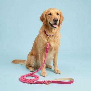 Coleira de couro tradicional para cães com corda e ondulação de framboesa