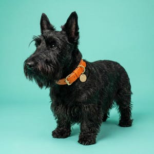 Puede incluir: Un perro Scottish Terrier negro que lleva un collar de cuero naranja brillante con una hebilla de metal dorado y una peque&ntilde;a placa de identificaci&oacute;n redonda de color dorado sujeta a la correa del collar.