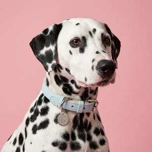Puede incluir: Un perro dálmata con manchas negras y un collar de cuero azul claro. El collar tiene una hebilla plateada y una pequeña etiqueta redonda. El perro está sobre un fondo rosa liso.