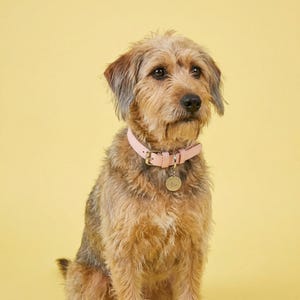 Pink Traditional European Leather Dog Collar