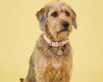 May include: A medium-sized, brown and tan dog with a pink leather collar and a gold-colored tag. The dog is sitting in front of a yellow background. The collar is buckled and has a small, round tag hanging from it.