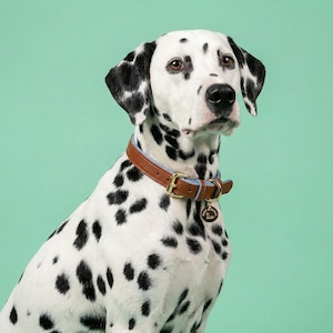 Puede incluir: Un perro dálmata con manchas negras y ojos marrones que lleva un collar de cuero marrón con una hebilla dorada y una pequeña etiqueta. El collar tiene un interior azul claro. El fondo es de color verde claro liso.