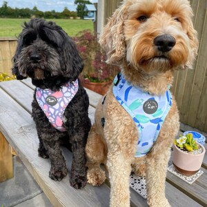 K&ouml;nnte beinhalten: Zwei Hunde tragen gemusterte Geschirre. Der Hund links ist schwarz mit einem rosa-wei&szlig;en Geschirr. Der Hund rechts ist hellbraun mit einem blau-gr&uuml;nen Geschirr. Beide Hunde sitzen auf einer Holzbank.