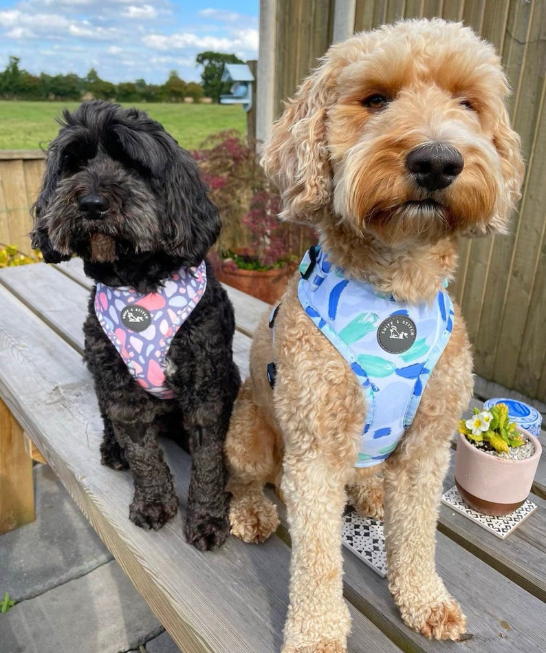 K&ouml;nnte beinhalten: Zwei Hunde tragen gemusterte Geschirre. Der Hund links ist schwarz mit einem rosa-wei&szlig;en Geschirr. Der Hund rechts ist hellbraun mit einem blau-gr&uuml;nen Geschirr. Beide Hunde sitzen auf einer Holzbank.