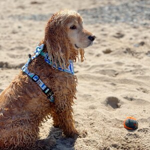 K&ouml;nnte beinhalten: Ein goldbrauner Cocker Spaniel mit nassem, lockigem Fell sitzt an einem Sandstrand. Der Hund tr&auml;gt ein blaues und wei&szlig; gemustertes Halstuch und ein schwarzes Geschirr. Ein leuchtend orangefarbener Tennisball liegt im Sand.