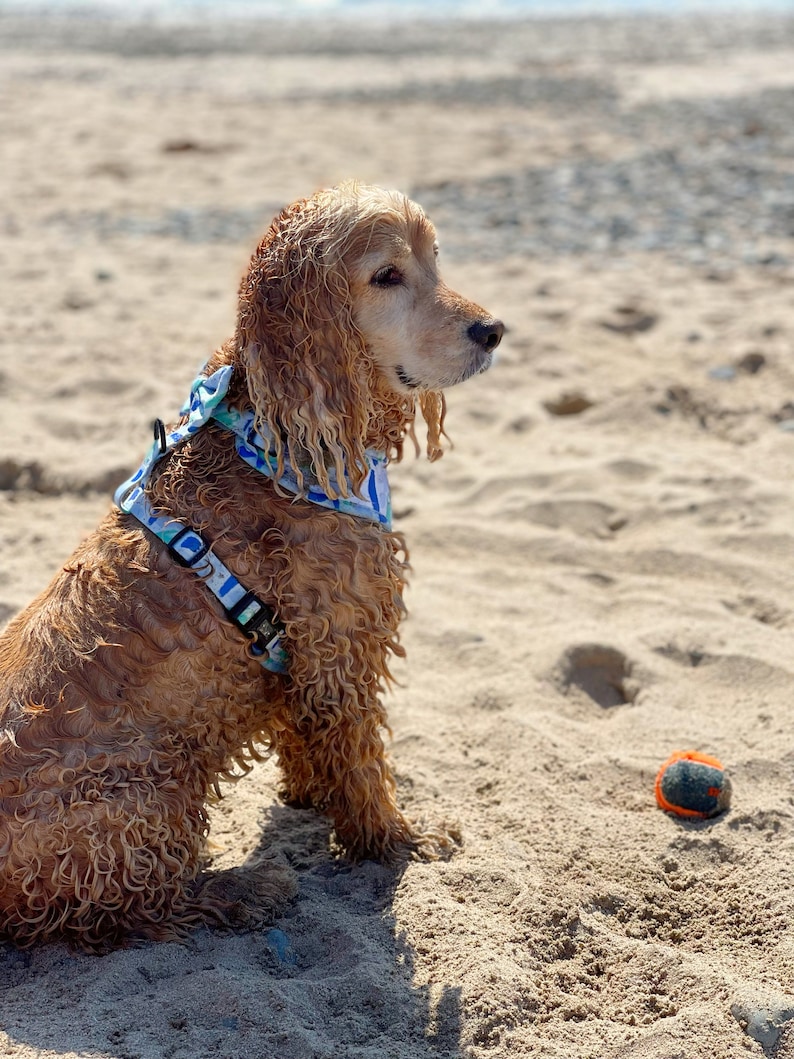 K&ouml;nnte beinhalten: Ein goldbrauner Cocker Spaniel mit nassem, lockigem Fell sitzt an einem Sandstrand. Der Hund tr&auml;gt ein blaues und wei&szlig; gemustertes Halstuch und ein schwarzes Geschirr. Ein leuchtend orangefarbener Tennisball liegt im Sand.