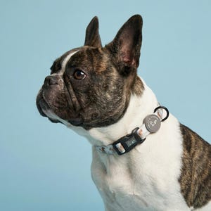 Puede incluir: Un bulldog francés atigrado y blanco con un collar para perro estampado con una hebilla negra y una etiqueta circular. El perro está sobre un fondo azul claro.