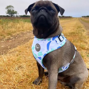 K&ouml;nnte beinhalten: Ein brauner Mops, der ein blaues und wei&szlig; gemustertes Hundegeschirr mit dem Text "Paw Stitch" auf der Vorderseite tr&auml;gt. Der Hund sitzt auf einem Feld mit trockenem Gras.
