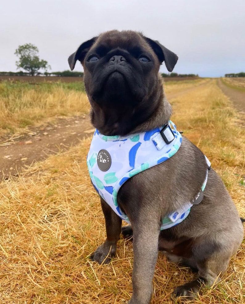 K&ouml;nnte beinhalten: Ein brauner Mops, der ein blaues und wei&szlig; gemustertes Hundegeschirr mit dem Text "Paw Stitch" auf der Vorderseite tr&auml;gt. Der Hund sitzt auf einem Feld mit trockenem Gras.