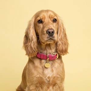 May include: A golden Cocker Spaniel dog wearing a bright pink leather collar with a gold-colored buckle and a matching circular tag. The dog has long, floppy ears and a focused expression, set against a yellow background.