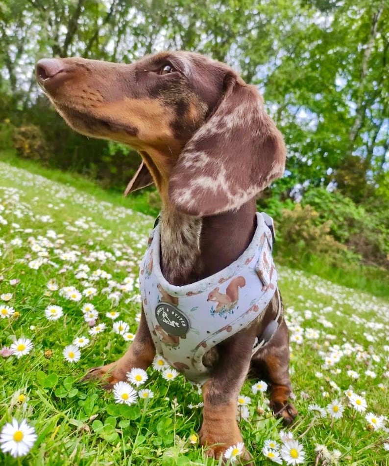 Dog Harness, Grey Squirrel pattern harness. Fully Adjustable image 6