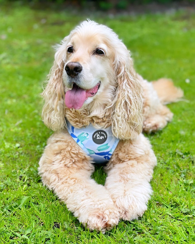 K&ouml;nnte beinhalten: Ein hellbrauner Cocker Spaniel, der ein blaues und gr&uuml;nes gemustertes Hundegeschirr mit dem Text "Woof & Wander" auf der Vorderseite tr&auml;gt. Der Hund liegt auf gr&uuml;nem Gras mit herausgestreckter Zunge.