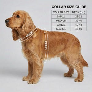 Puede incluir: Un perro spaniel de color marr&oacute;n dorado se muestra de perfil con l&iacute;neas gr&aacute;ficas blancas que indican medidas de cuello y pecho. Una tabla titulada COLLAR SIZE GUIDE enumera tallas Small, Medium, Large y XLarge con medidas en cm.