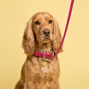 Pode incluir: Um cão spaniel de cor castanho-dourada usa uma coleira de couro rosa brilhante com uma fivela dourada e uma placa de identificação redonda de metal dourado. Uma trela de couro rosa a condizer está presa à coleira e estende-se para cima.