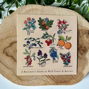 Le guide des fruits et baies sauvages du raton laveur | Raton laveur | Botanique | Carré | Impression