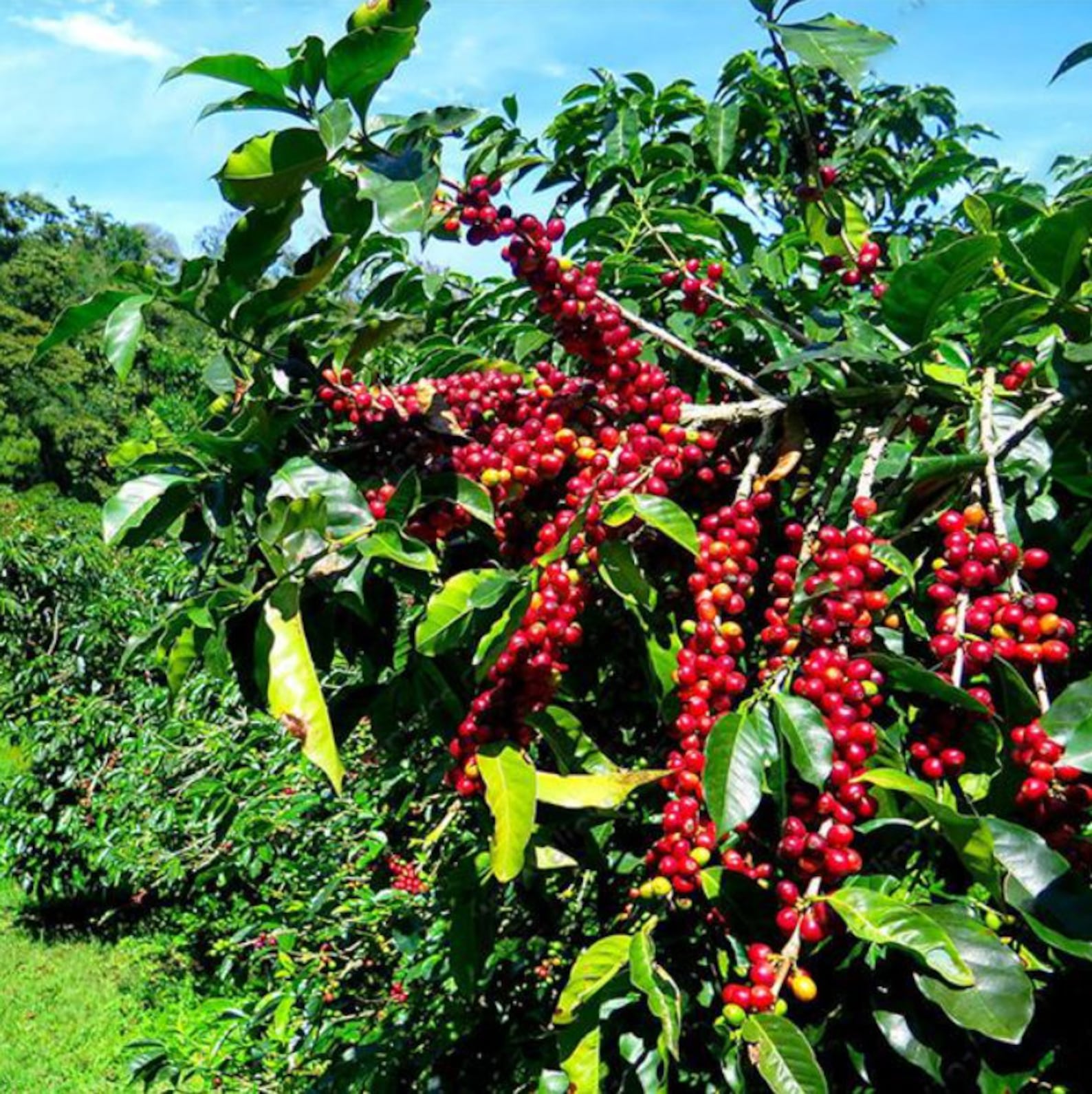 DWARF COFFEE PLANT 10 Samen Tropische Kaffee Haus Pflanze