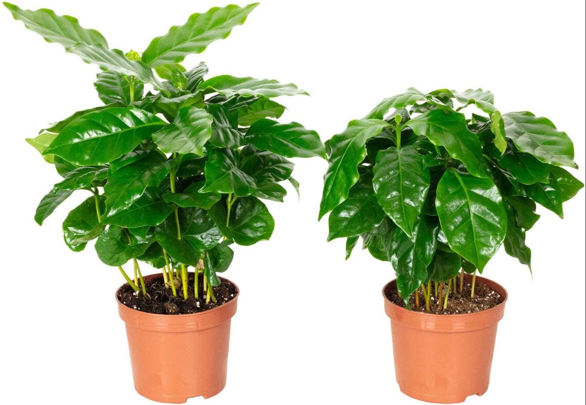 DWARF COFFEE PLANT 10 Samen Tropische Kaffee Haus Pflanze