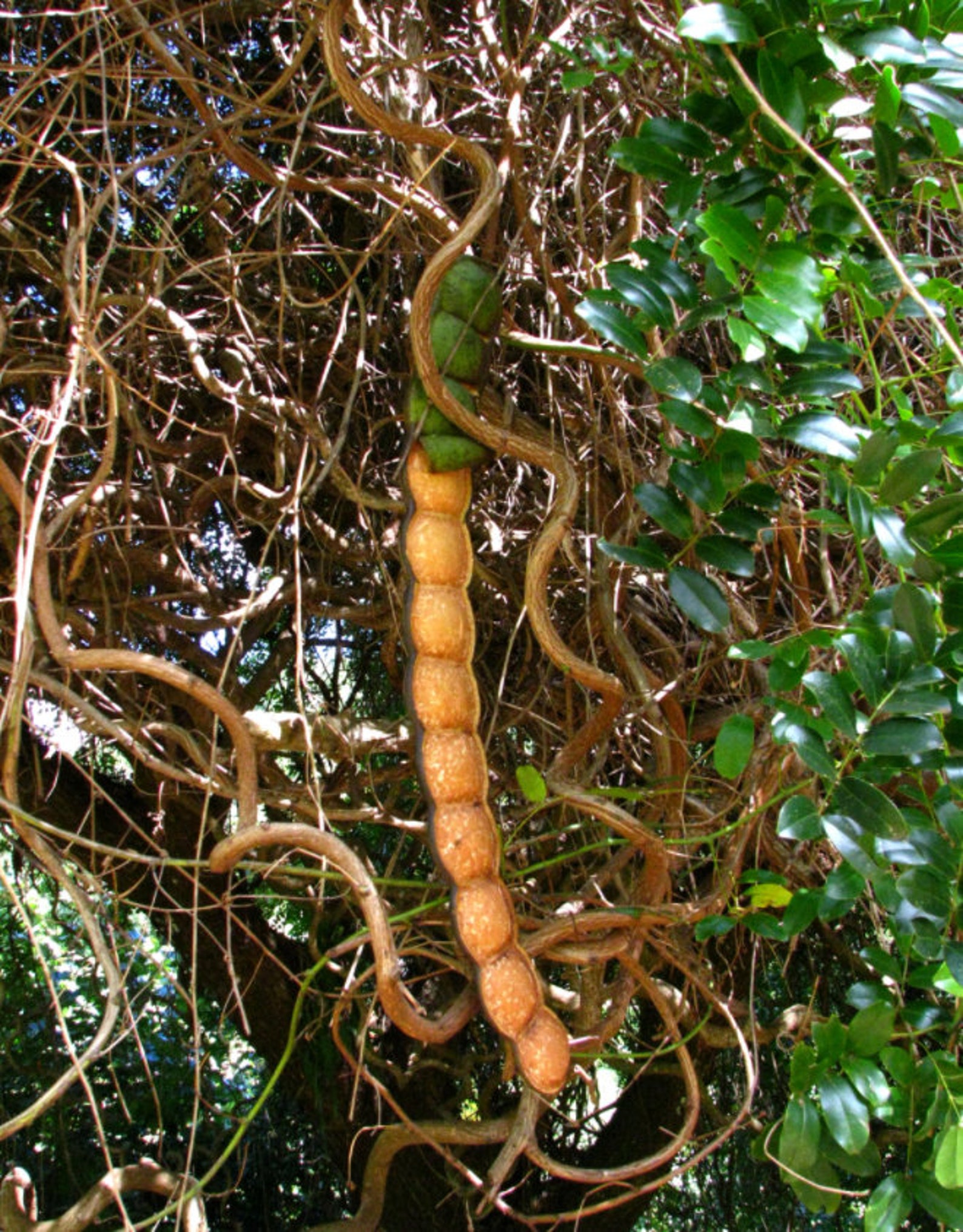 5 Entada rheedii Seeds African Dream Herb beans lucky Charm Etsy