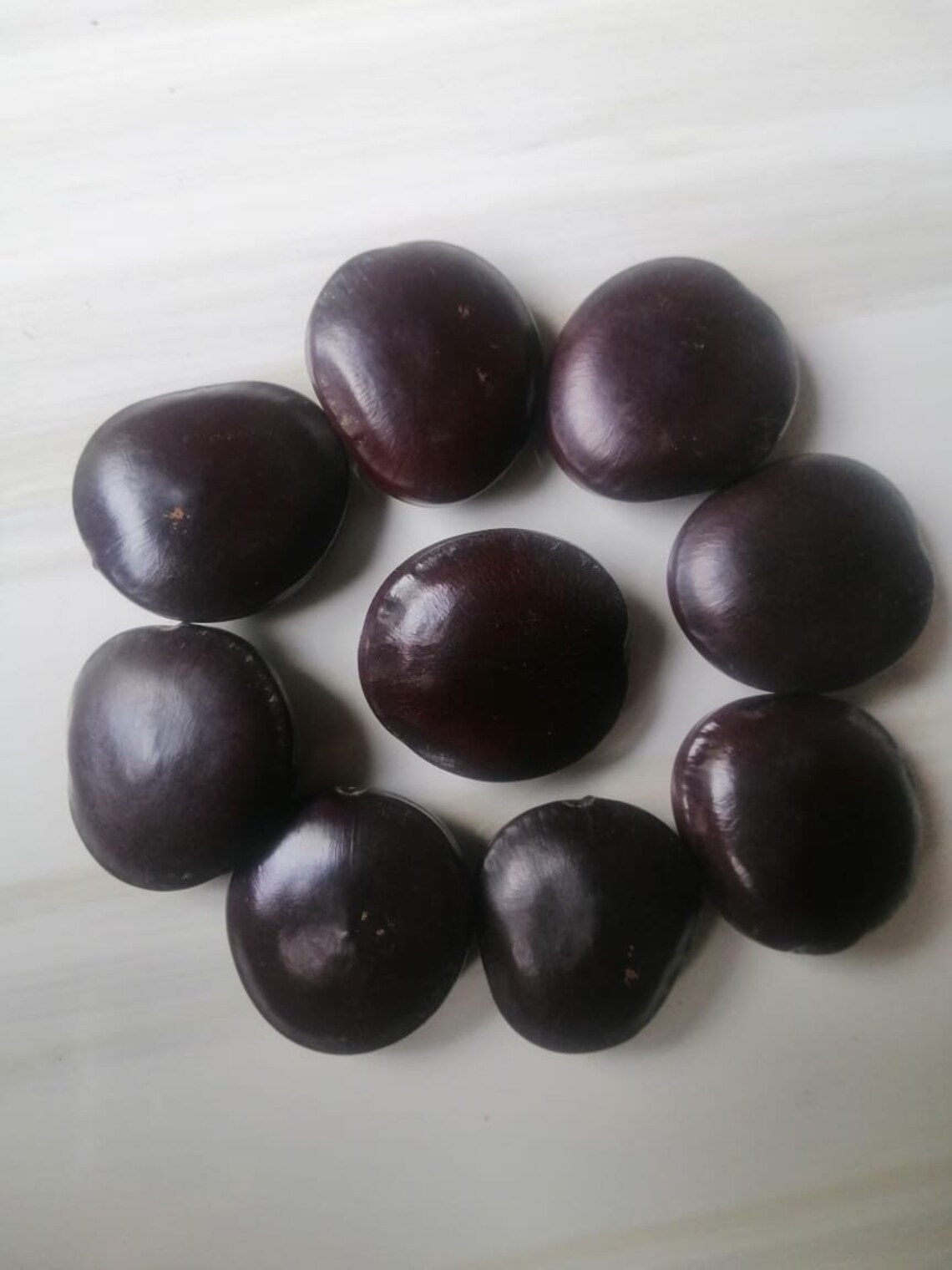 5 Entada rheedii Seeds African Dream Herb beans lucky Charm Etsy