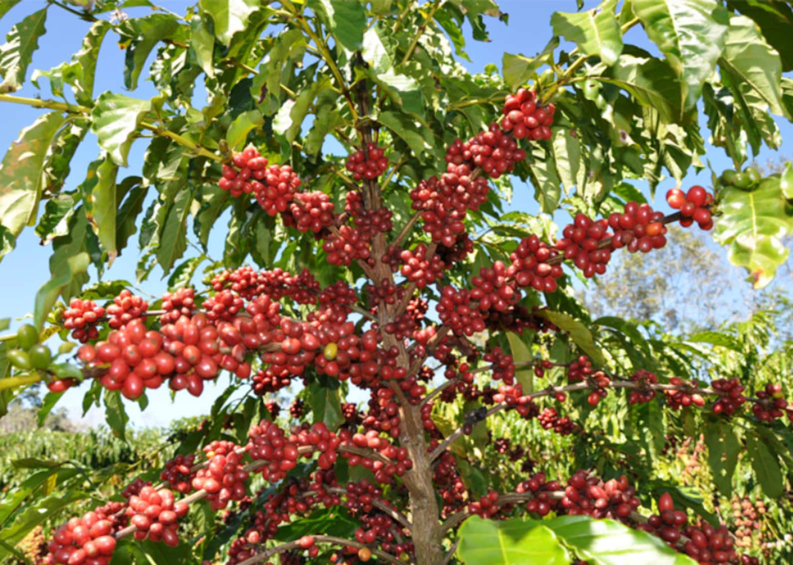 DWARF COFFEE PLANT 10 Samen Tropische Kaffee Haus Pflanze