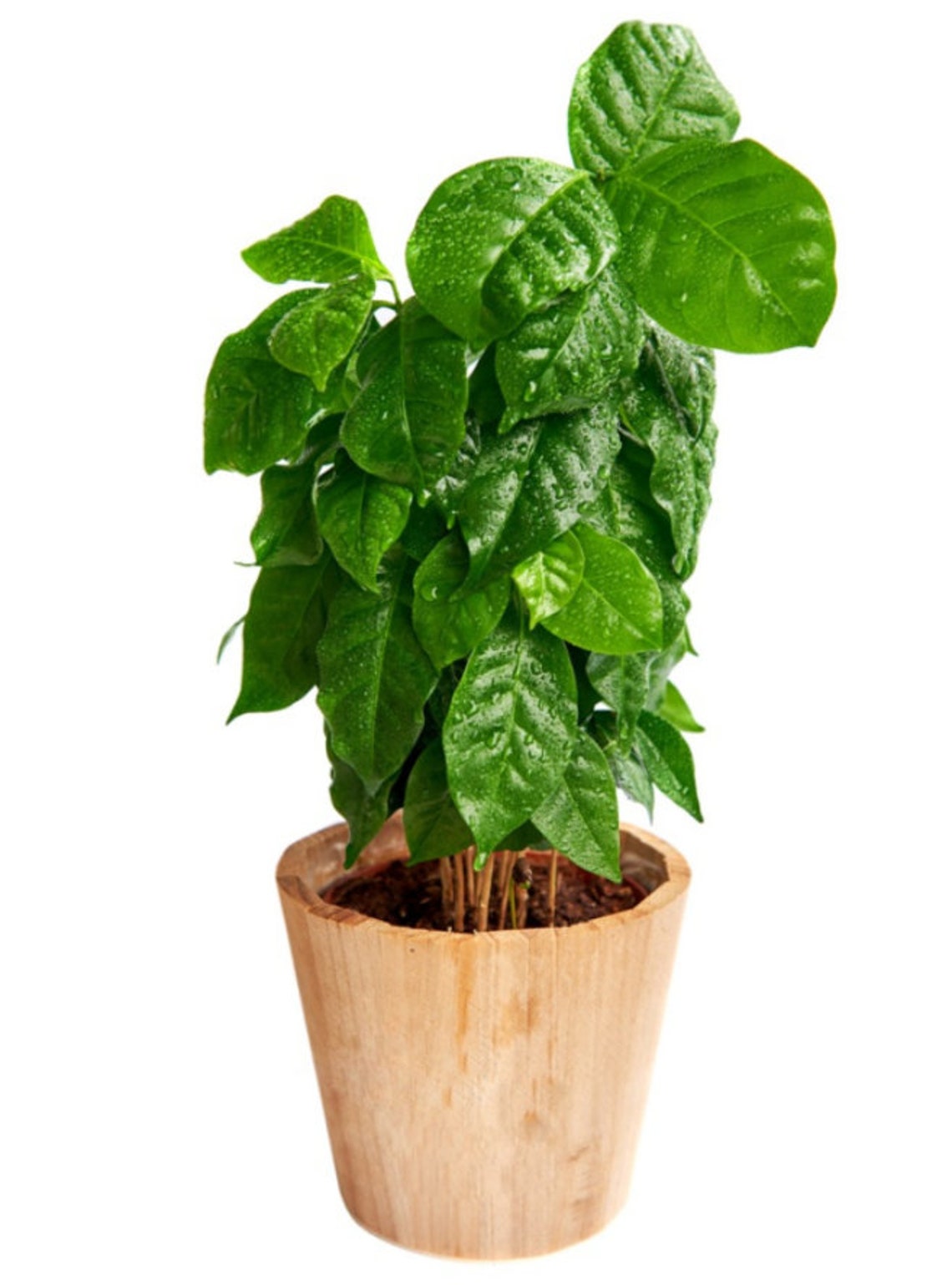 DWARF COFFEE PLANT 10 Samen Tropische Kaffee Haus Pflanze