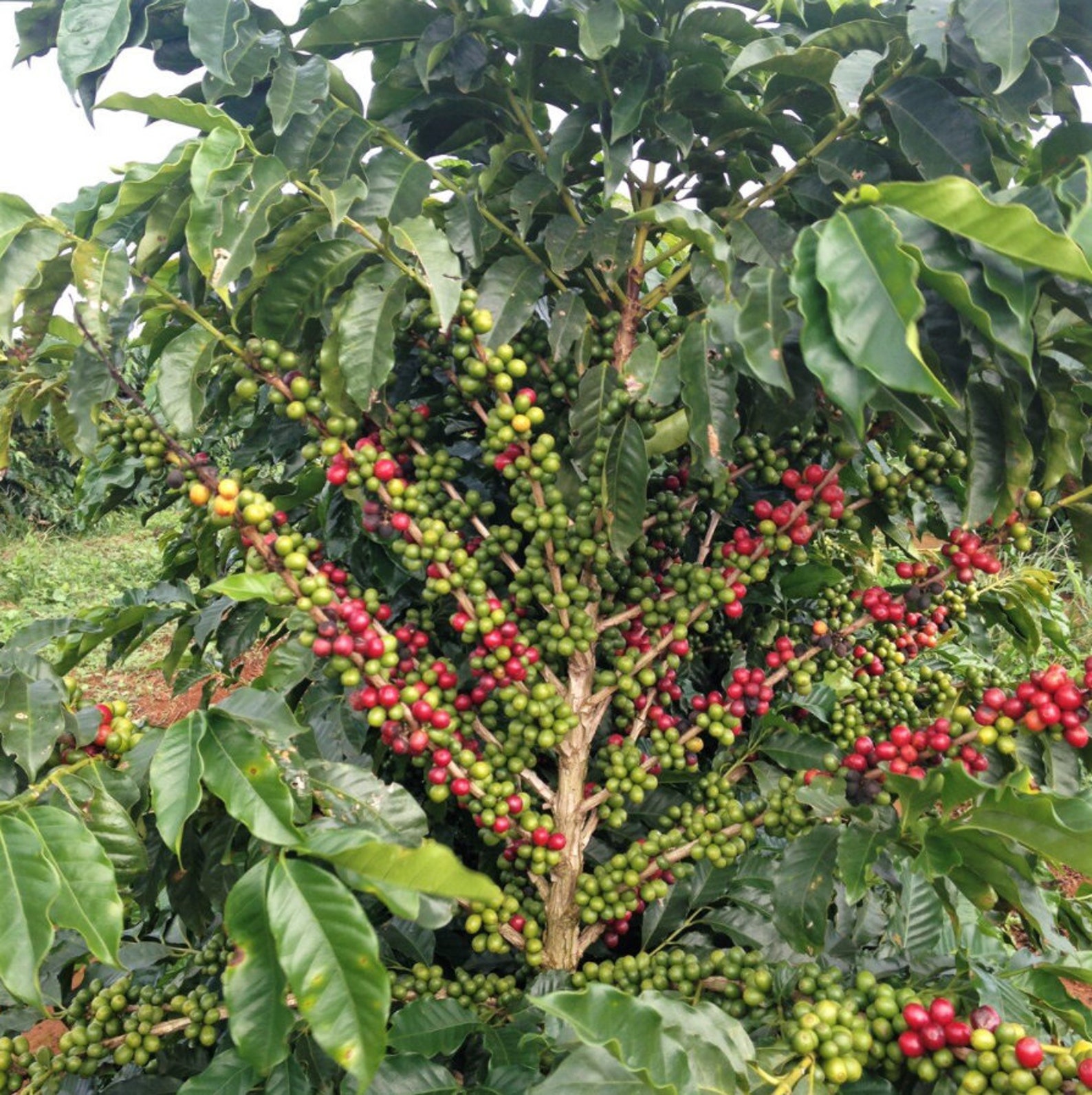 DWARF COFFEE PLANT 10 Samen Tropische Kaffee Haus Pflanze